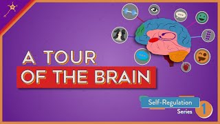 A Tour of the Brain  SelfRegulation Lesson 1 [upl. by Nikola]