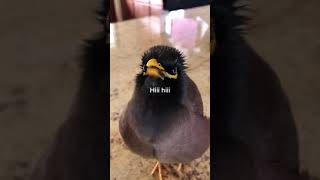 Adorable bird talking just like a human [upl. by Francesca]