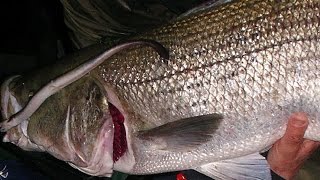 Striped Bass Surf Fishing with Live Eels  Channel Fishing [upl. by Adnov]