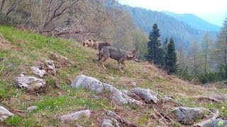 Il lupo e l’orso ripresi insieme nei boschi trentini il video dell’incontro “impossibile” [upl. by Johnsten471]