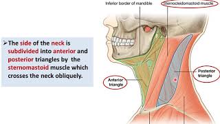 Anatomie du pharynx et du larynx [upl. by Jeaz]