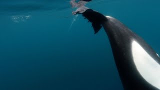 Orcas Caught Slapping Stingray With Tail [upl. by Eydie402]