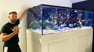 MASSIVE 600 GALLON CENTRAL AMERICAN CICHLID TANK [upl. by Ahcropal]