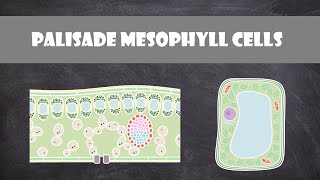 Palisade Mesophyll Cells  Cell Biology [upl. by Trebleda781]