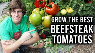 How to Grow Beefsteak Tomatoes [upl. by Nigle]