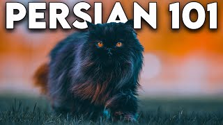 Persian Cat 101  Literally Everything You Need To Know Updated [upl. by Anelet]