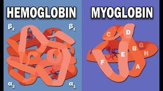 HEMOGLOBIN AND MYOGLOBIN BIOCHEMISTRY [upl. by Nannoc109]