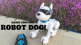 Radio Control Robot Dog From Kmart  First Look Review [upl. by Halac]