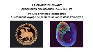 19 Des chimères légendaires à l’étonnant voyage de cellules souches dans l’embryon [upl. by Ahsietal239]