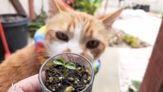 Grow a MANDARIN tree from SEED in a SHOTGLASS plus germination planting and advice [upl. by Ingalls]