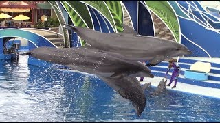 Dolphin Days Full Show at SeaWorld San Diego 52118 [upl. by Arot]