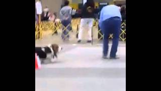 Basset Leisurely Completes Agility Course [upl. by Kinsley818]