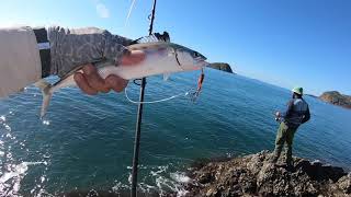 Rosslyn Bay Rock Fishing  Yeppoon  Catch and Release  QLD [upl. by Jayne877]