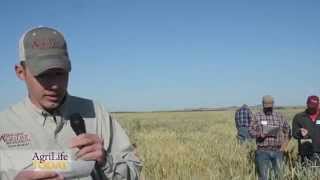 Triticale provides grazing advantages [upl. by Ecenaj]