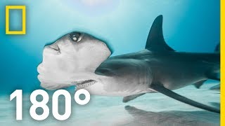 Shark Encounter in 180 Worth More Alive  National Geographic [upl. by Peterec]