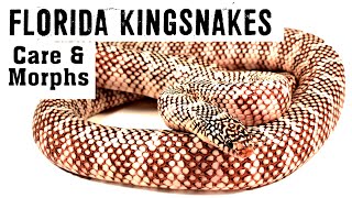 FLORIDA KINGSNAKES Care amp Morphs [upl. by Anaila]