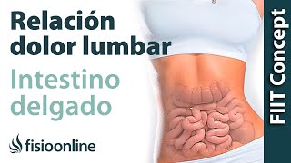 Intestino delgado y dolor de espalda o lumbar  ¿Qué relación tienen [upl. by Isoj]