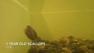 Bay Scallops Swimming [upl. by Oriana561]