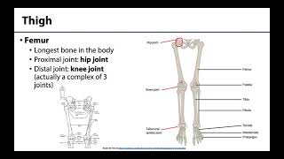 Lower Limb  Bones amp Joints [upl. by Artinek267]