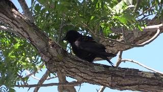 American Crow Rattle Vocalization [upl. by Dolphin359]