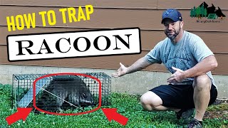 HOW TO TRAP amp RELEASE RACOON  LIVE TRAP METHOD [upl. by Silva881]