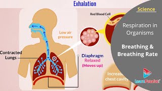 Respiration in Organisms Class 7 Science  Breathing and Breathing Rate [upl. by Leahcin]