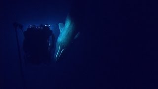 Rare Sperm Whale Encounter with ROV  Nautilus Live [upl. by Elamaj]