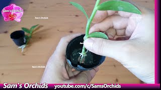 Remove and Potting Dendrobium Orchid Keikis [upl. by Ennazor]