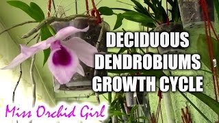 Growth cycle of deciduous Dendrobium orchids [upl. by Kyne]