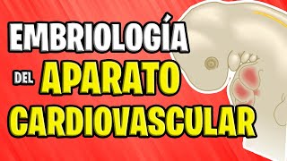 ✅ EMBRIOLOGÍA CARDIOVASCULAR 💉🧡 [upl. by Attenaej]