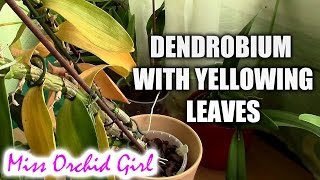 Yellowing leaves on Dendrobium Nobile orchid [upl. by Merrili]