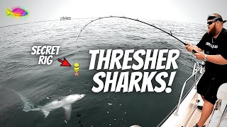 The SECRET RIG For THRESHER SHARKS We Caught 8 Sharks [upl. by Irrol]