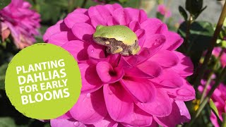 How to plant dahlias early  The Impatient Gardener [upl. by Necila]