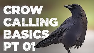 Crow Calling Basics [upl. by Allenrac]