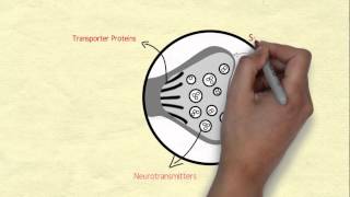 Introduction to Neurochemistry [upl. by Mount]