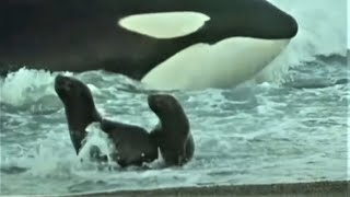 Deadly Killer Whale Moments  Top 5  BBC Earth [upl. by Aneleasor]