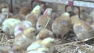 Ferme des Fourneaux  Le goût de la tradition  volailles fermières Essonne [upl. by Hubble]