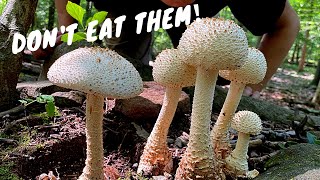 7 Common Poisonous Mushrooms You Should Know [upl. by Tterej980]