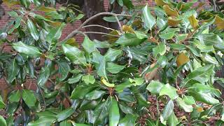 Southern magnolia Magnolia grandiflora  Plant Identification [upl. by Enyleve566]