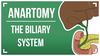 The Biliary System [upl. by Judie909]