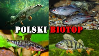 Polskie RYBY w Akwarium 🐟 Akwarystyka Zimnowodna [upl. by Salba933]