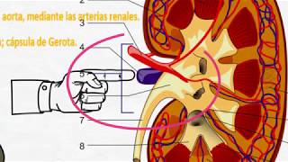 Fisiología renal Generalidades [upl. by Masao]