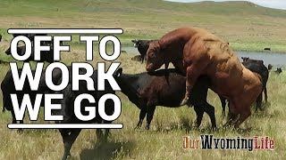 Putting Bulls In With The Cows on the Ranch [upl. by Vyky]