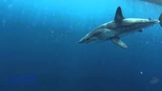 The incredibly fast Shortfin Mako Shark [upl. by Jasper240]