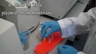 Plasmid DNA Extraction [upl. by Hessney]