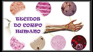 Tecidos do Corpo humano [upl. by Roskes892]