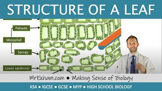 Structure of a leaf  GCSE Biology 91 [upl. by Aleakcim241]