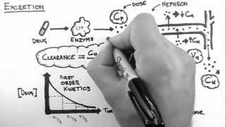 Pharmacokinetics 5  Excretion [upl. by Tabb983]