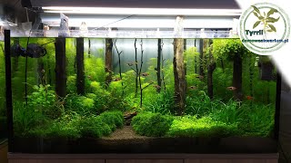 180l akwarium naturalne [upl. by Eilliw]