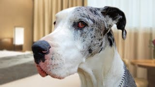 Funny Great Dane Compilation NEW [upl. by Roleat678]